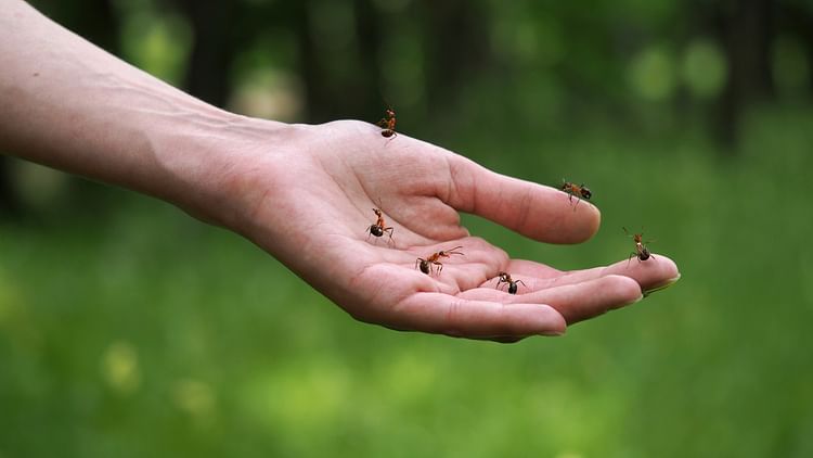 Home Remedy For Ant Bites In Hindi What To Do If Ant Bites Occur - Amar Ujala Hindi News Live