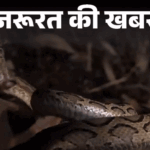 Snake Bite Safety Precautions (What to do if you get bitten by a snake) | Important news- 50% increase in snakebite cases during monsoon: 50 thousand deaths in the country every year, be careful in this season, 8 preventive measures