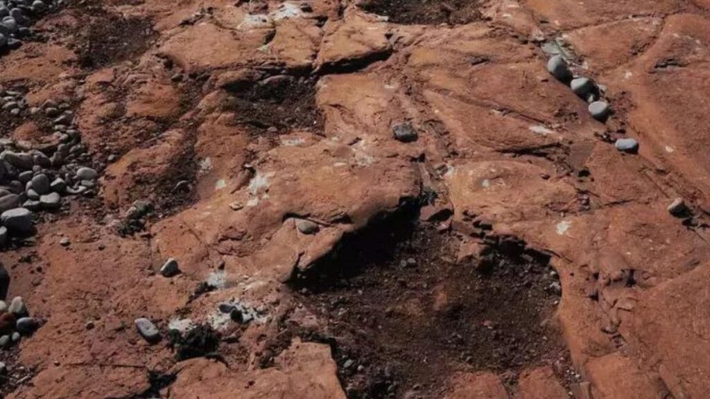 A 10 year old girl found 220 million years old dinosaur footprints