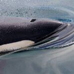 Killer Whales Are Hunting Whale Sharks And Scientists Have The Evidence Now