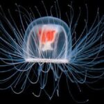 This creature as small as your nail is immortal know how Turritopsis dohrnii defeats age