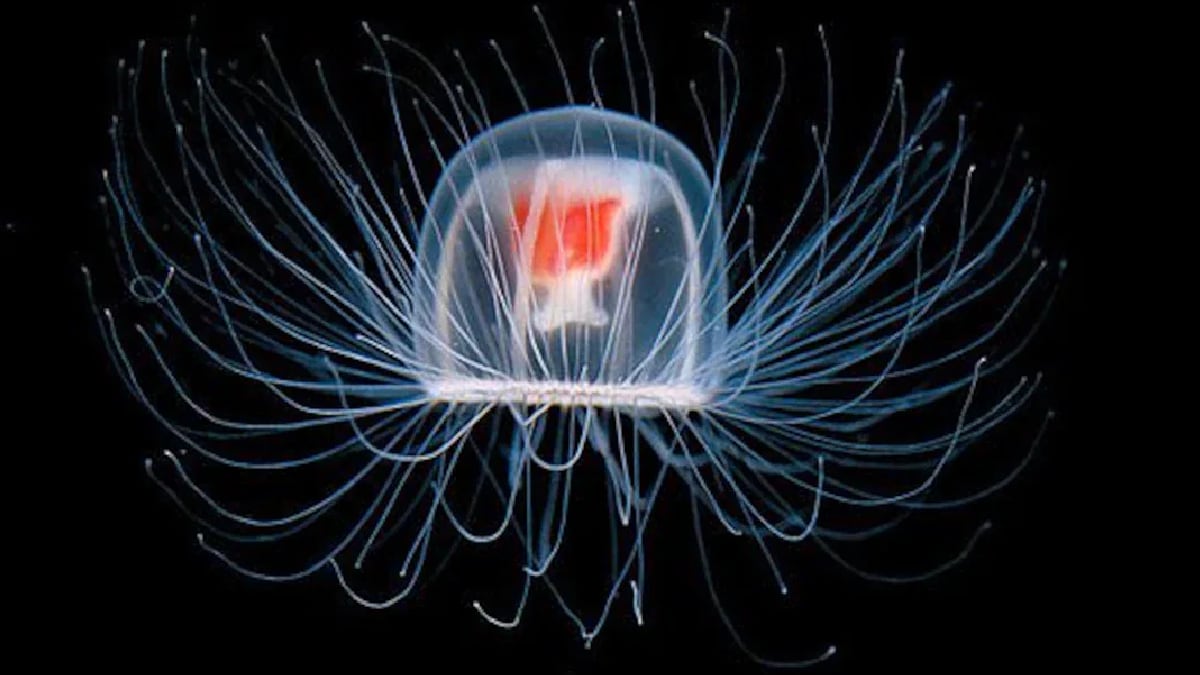 This creature as small as your nail is immortal know how Turritopsis dohrnii defeats age