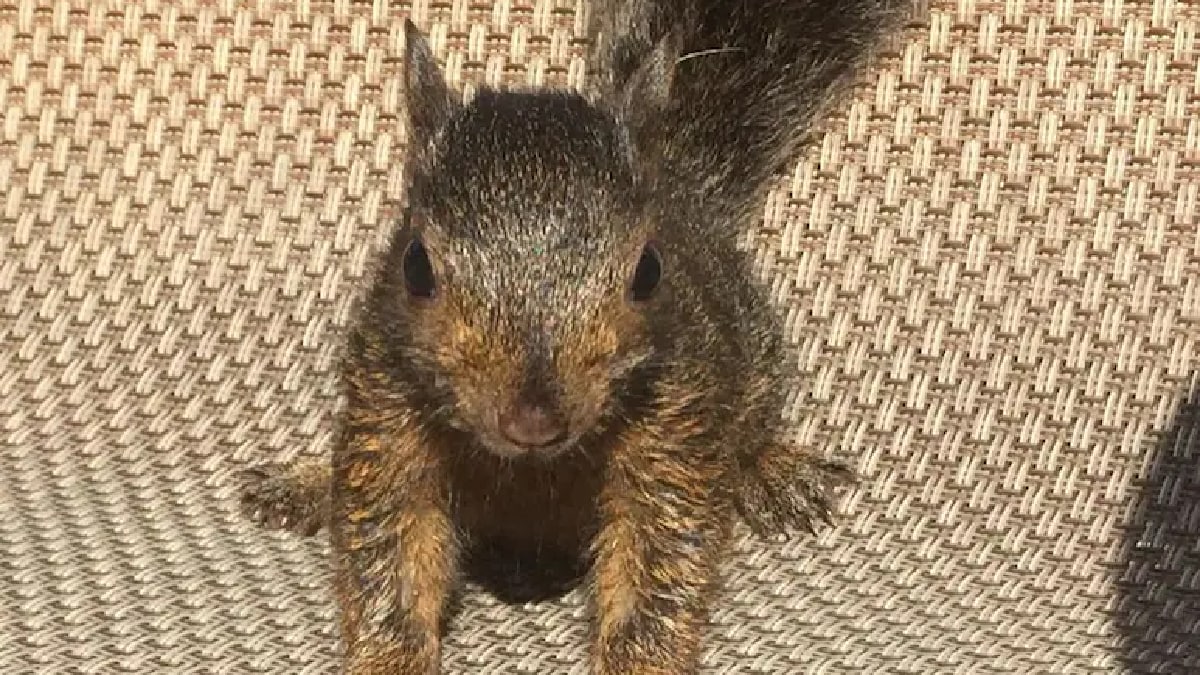 Peanut Squirrel With more than 537000 Followers On Instagram Euthanised In US