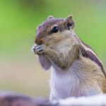 Some Squirrels Are Ruthless Predators That Devour Meat, Study Says