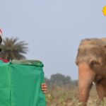 Actor celebrated Christmas with elephants and bears, see photos with ‘Christmas tree’