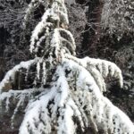 Actress Preity Zinta shared snowfall picture Shimla | Actress Preity Zinta shared a picture of snowfall: Deodar sapling was planted in Shimla 3 years ago, said – I am happy to see it growing – Shimla News