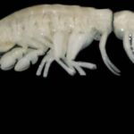 Scientists Discover Alien Like Predator Dulcibella camanchaca In Ocean Depth 8 thousand kilometers below