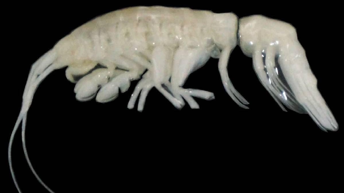 Scientists Discover Alien Like Predator Dulcibella camanchaca In Ocean Depth 8 thousand kilometers below