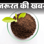 Lucknow Nakli Chai Patti; Tea Leaf Adulteration Health Risks (Testing Methods) | Important news - 11000 kg adulterated tea leaves recovered in UP: Is fake tea coming to your place, how to identify it at home