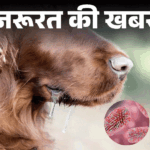 Rabies Virus Vaccine Explained; How It Spreads | Dog Bite Death | Important news - Does rabies occur even after vaccination: Why is dog-cat bite dangerous, know the answer to every question from the doctor.