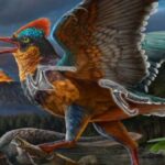 Discovery of 150 Million Year old jurassic short tailed bird fossil in china