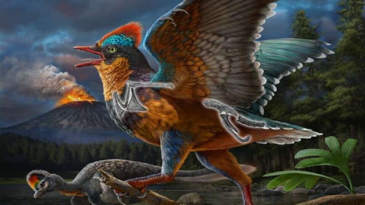 Discovery of 150 Million Year old jurassic short tailed bird fossil in china