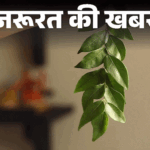 Curry patta health benefits; Nutrition Facts | Sugar-Cholesterol | News of the need- Eat curry leaves in everyday meals: Help in reducing sugar-cholesterol, know from the doctor who should not eat