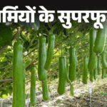 Bottle Gourd Health Benefits (Lauki Sabji Khane Ke Fayde) | Nutritional Value | Summer Superfood- 10 medicinal properties in gourd: Easy to digest potassium-calcium-rich gourd, know its benefits from nutritionist