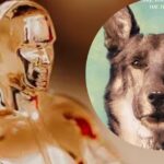 Oscar 2025: The Hollywood dog who had done work in 27 films, the first Oscar Award was to be received